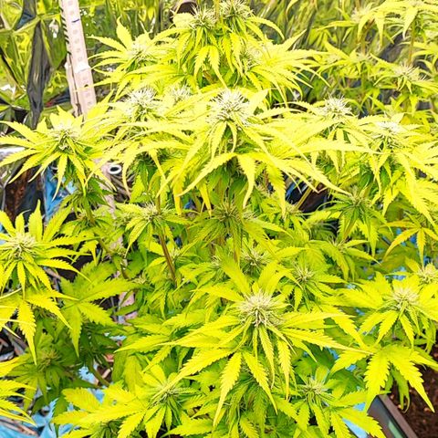 Purple Punch Auto  growlog timeline photo