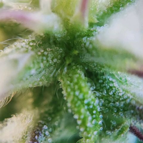 Purple Punch Auto  growlog timeline photo