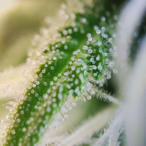 Apple Fritter growlog timeline photo