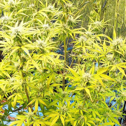 Apple Fritter growlog timeline photo