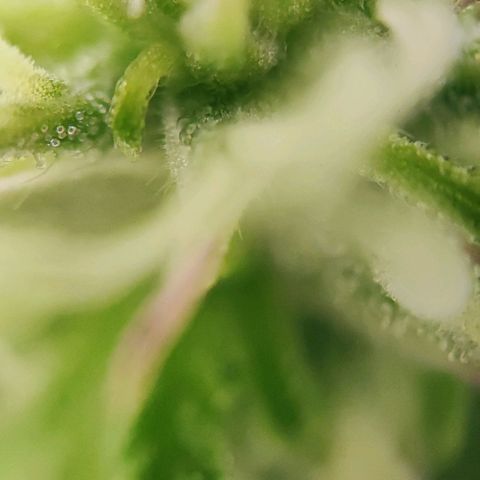 Sweet ZZ growlog timeline photo
