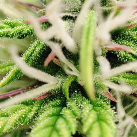 Sweet ZZ growlog timeline photo