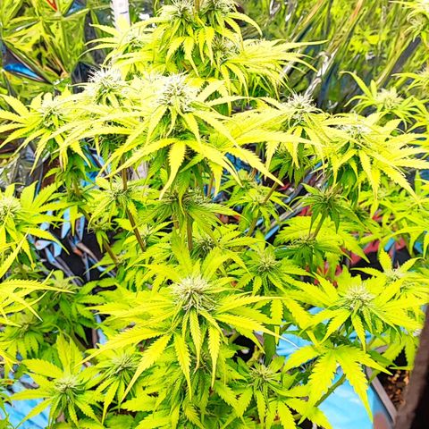 Purple Punch Auto  growlog timeline photo