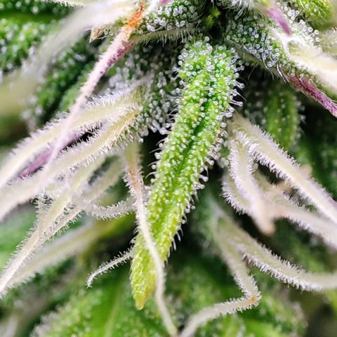 Purple Punch Auto  growlog timeline photo
