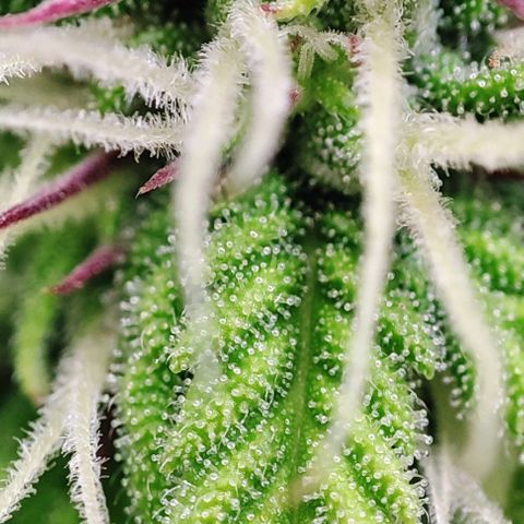 Apple Fritter growlog timeline photo