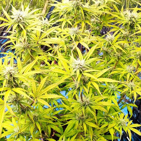 Apple Fritter growlog timeline photo