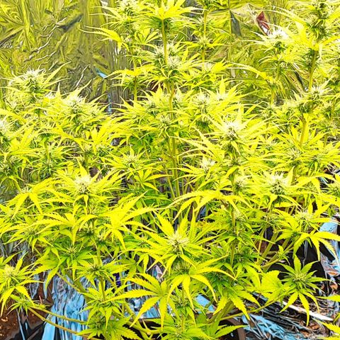 Sweet ZZ growlog timeline photo