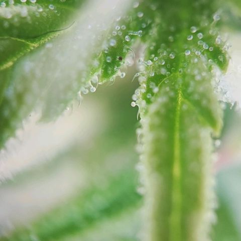 Sweet ZZ growlog timeline photo