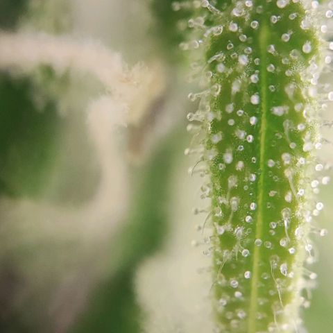 Purple Punch Auto  growlog timeline photo