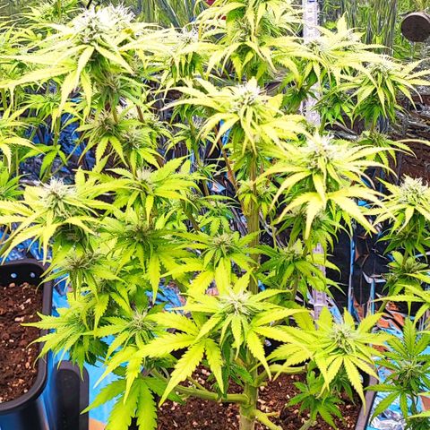 Purple Punch Auto  growlog timeline photo