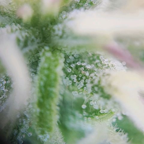 Apple Fritter growlog timeline photo