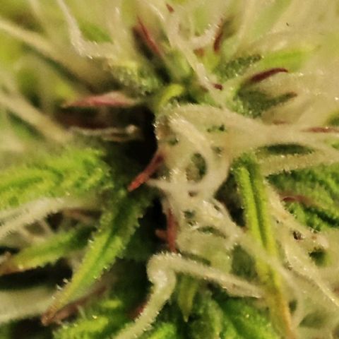 Sweet ZZ growlog timeline photo