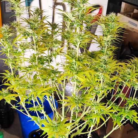 Sweet ZZ growlog timeline photo