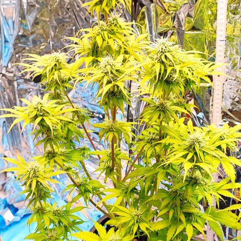 Purple Punch Auto  growlog timeline photo