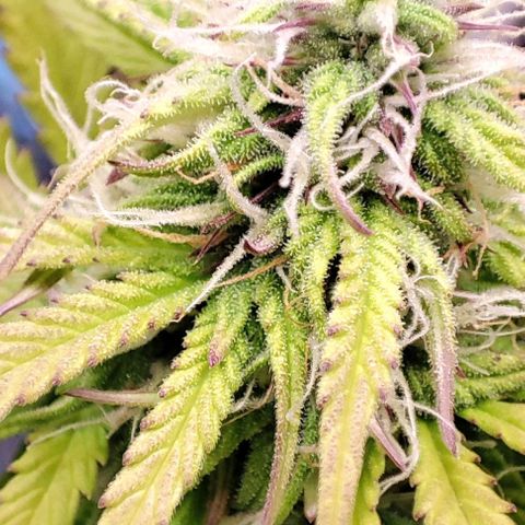 Purple Punch Auto  growlog timeline photo