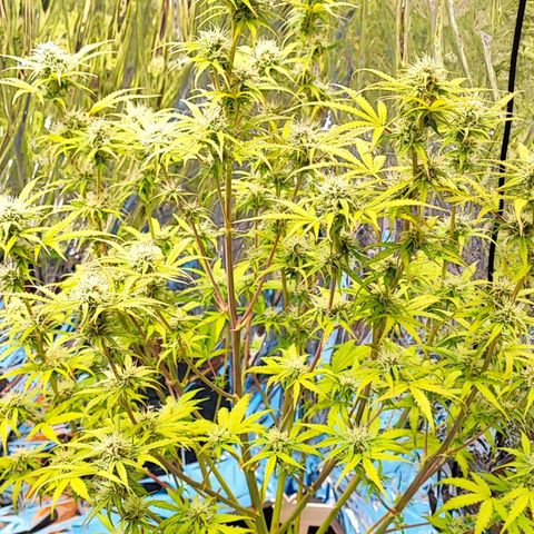 Apple Fritter growlog timeline photo