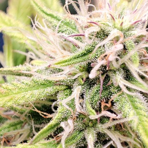 Apple Fritter growlog timeline photo