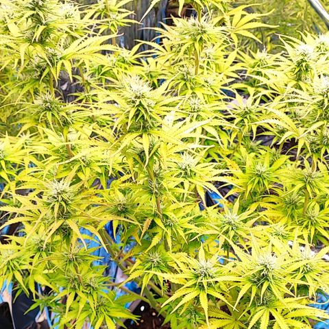 Sweet ZZ growlog timeline photo