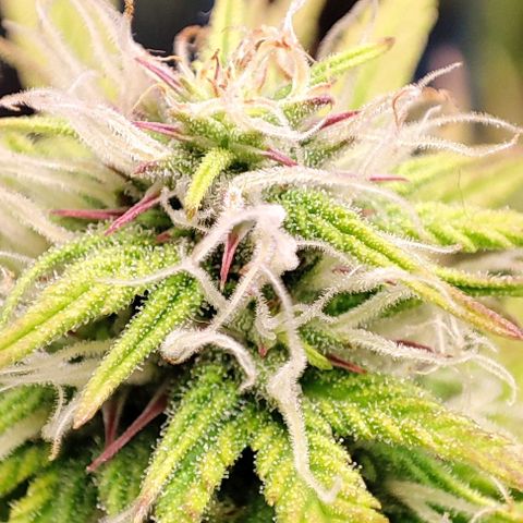 Sweet ZZ growlog timeline photo