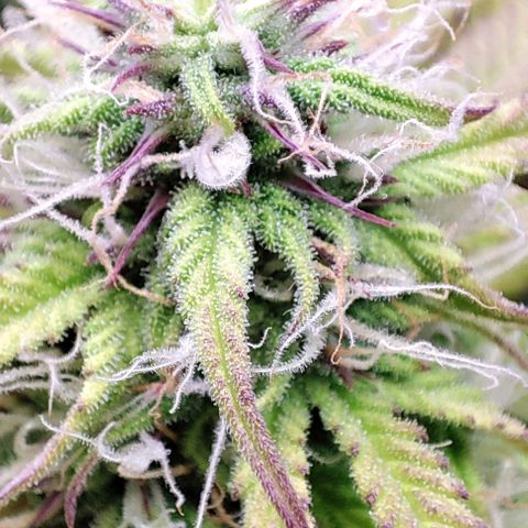 Purple Punch Auto  growlog timeline photo