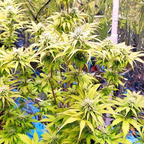 Purple Punch Auto  growlog timeline photo