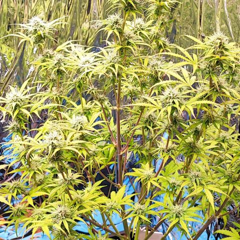 Apple Fritter growlog timeline photo