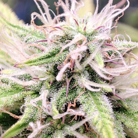 Apple Fritter growlog timeline photo