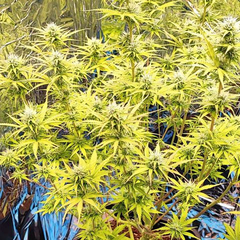 Sweet ZZ growlog timeline photo