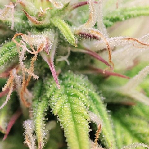 Sweet ZZ growlog timeline photo