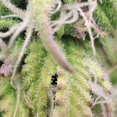 Purple Punch Auto  growlog timeline photo