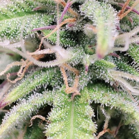 Apple Fritter growlog timeline photo
