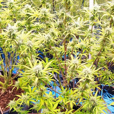 Apple Fritter growlog timeline photo