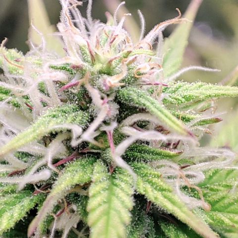 Sweet ZZ growlog timeline photo