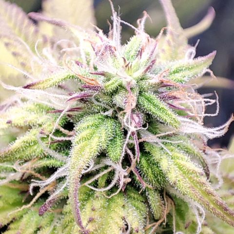 Purple Punch Auto  growlog timeline photo