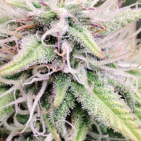 Apple Fritter growlog timeline photo