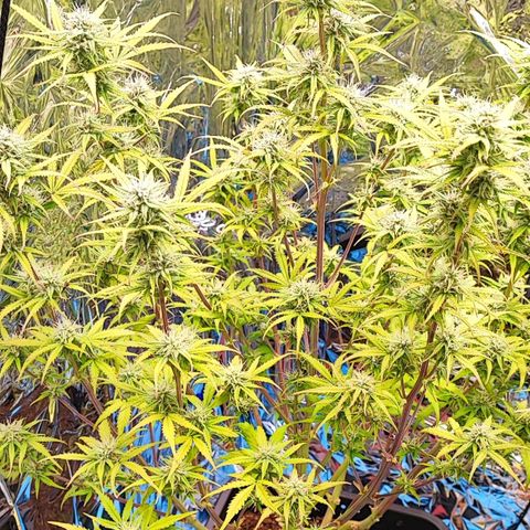 Apple Fritter growlog timeline photo