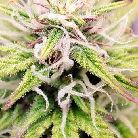 Sweet ZZ growlog timeline photo
