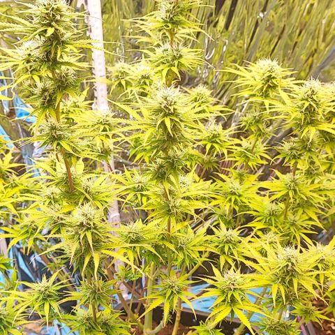Sweet ZZ growlog timeline photo