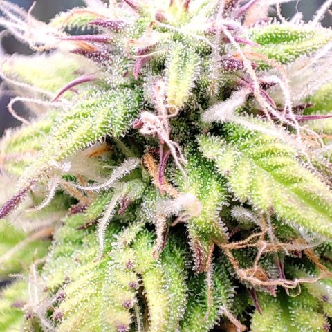 Purple Punch Auto  growlog timeline photo