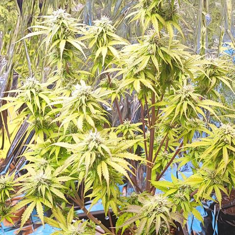 Purple Punch Auto  growlog timeline photo