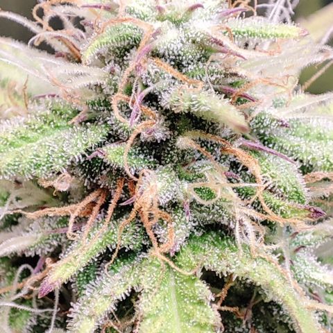 Apple Fritter growlog timeline photo