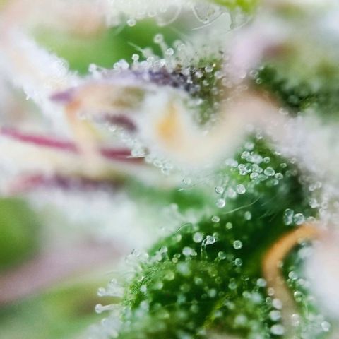 Sweet ZZ growlog timeline photo