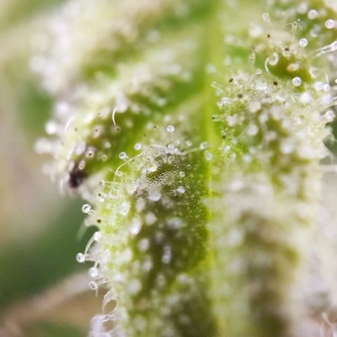 Purple Punch Auto  growlog timeline photo