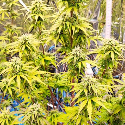 Purple Punch Auto  growlog timeline photo