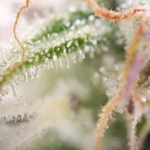 Apple Fritter growlog timeline photo