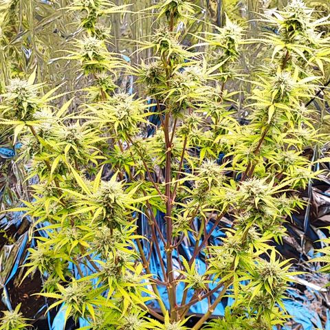 Apple Fritter growlog timeline photo