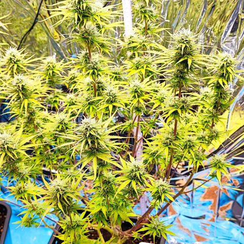 Sweet ZZ growlog timeline photo