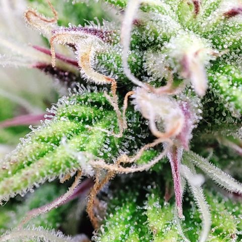 Sweet ZZ growlog timeline photo