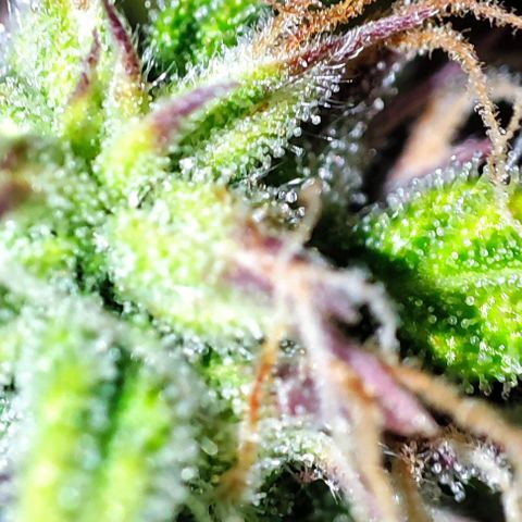 Purple Punch Auto  growlog timeline photo