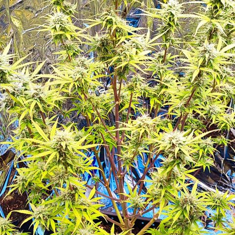 Apple Fritter growlog timeline photo
